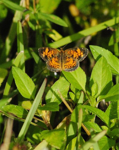 Pearl Crescent Butterfly 